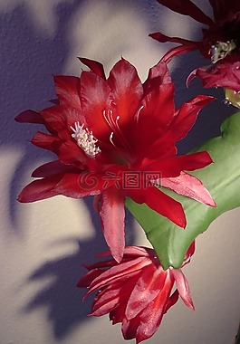 復(fù)活節(jié)仙人掌,開(kāi)花,花朵