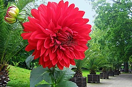 嬌琴紗,紅色,秋季