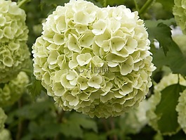 莢蒾,花卉,白