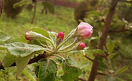 蘋果開花,芽,宏