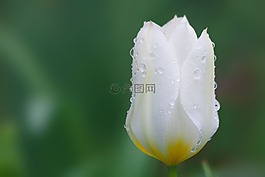 郁金香,百合科,性质