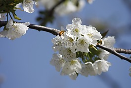 蜜蜂,櫻桃,開花