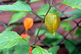 树蕃茄,植物,橙色