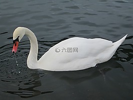 天鵝,水,鳥