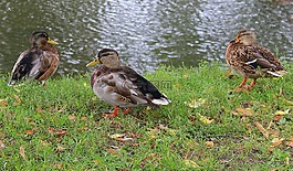 鴨,填字,野生鳥類
