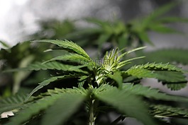 大麻,花,雜草