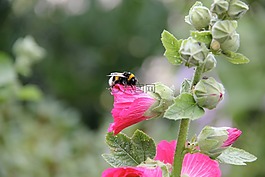 股價(jià)上漲,赫梅爾,開花