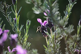 蜜蜂,薰衣草,花