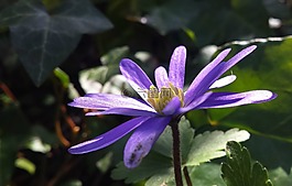 紫色,花卉,綻放