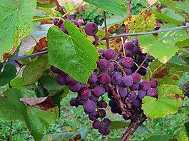 葡萄,藍(lán)色,年份