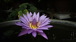 蓮花,性質,新鮮