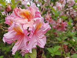 鮮花,杜鵑花,春