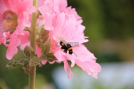 大黃蜂蜀葵,花,關(guān)閉