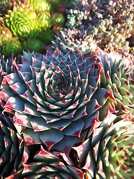 仙人掌,植物,鮮花