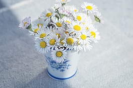 鮮花,雛菊,白