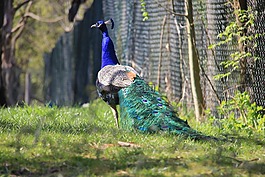 孔雀,動(dòng)物園,羽毛