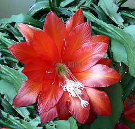 復(fù)活節(jié)仙人掌,開(kāi)花,關(guān)閉