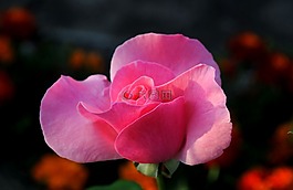 玫瑰,花,開(kāi)花