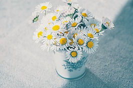 鮮花,雛菊,白
