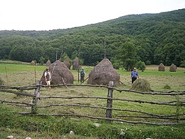 羅馬尼亞,干草,叉