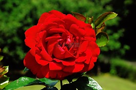 玫瑰,紅玫瑰,開花