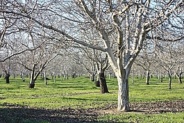 果園,農(nóng)業(yè),樹