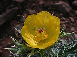花的,植物,自然