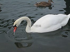 天鵝,水,湖