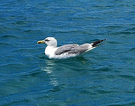 鷗,鳥,動物