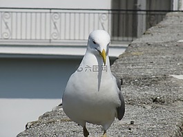 鳥,水禽,關(guān)閉