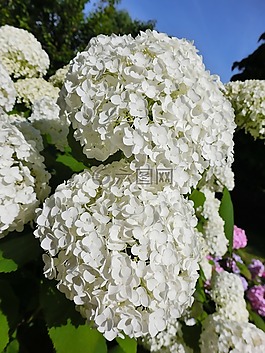 雪球,開花,白