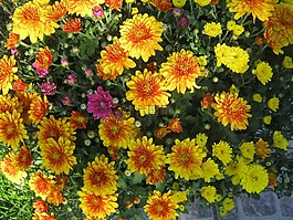 asters,黃色,秋季