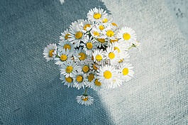 雛菊,鮮花,花束