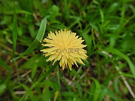 花,蒲公英,kuhblume