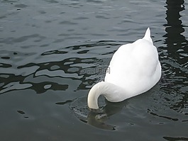 水下,水,動物