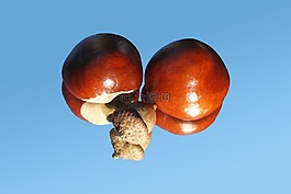 板栗,橡子,閃亮