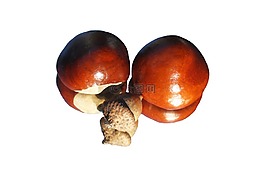 板栗,橡子,閃亮