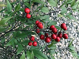 漿果,自然,紅色