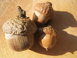 橡子,秋季,布朗
