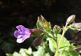 pulmonaria,紫色,綻放