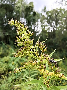 蜜蜂,赫梅爾,黃蜂