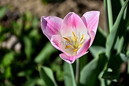 郁金香,關(guān)閉,花