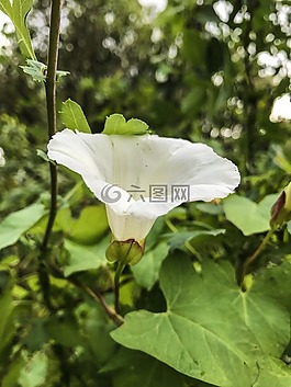 鮮花,玫瑰,植物