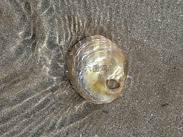 布列塔尼,外殼,海灘