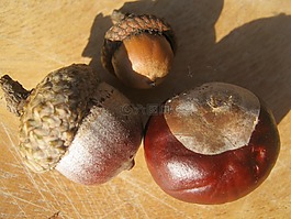 板栗,橡子,布朗