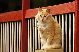 動(dòng)物,的的,字段