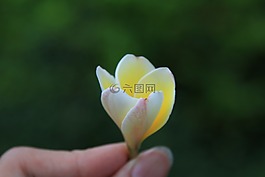 花,雞蛋花,植物