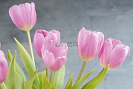 郁金香,鮮花,粉紅色