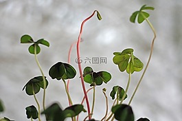 克萊,綠色,運氣