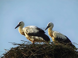 鸛,鳥,巢
